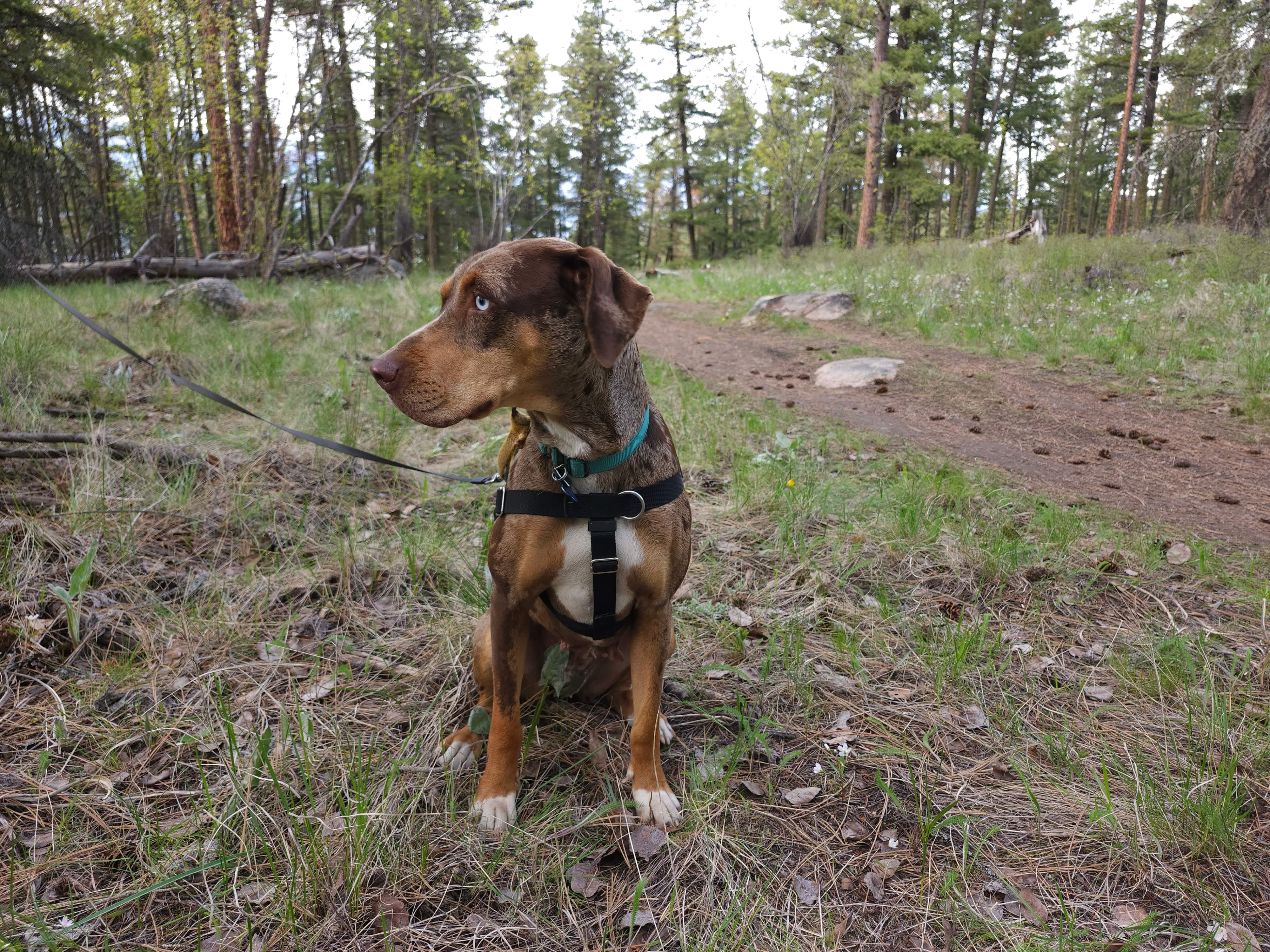 PIA - JJ (Fall Creek Oregon), a Adopted Catahoula Leopard Dog in FALL CREEK, OR image 2/5
