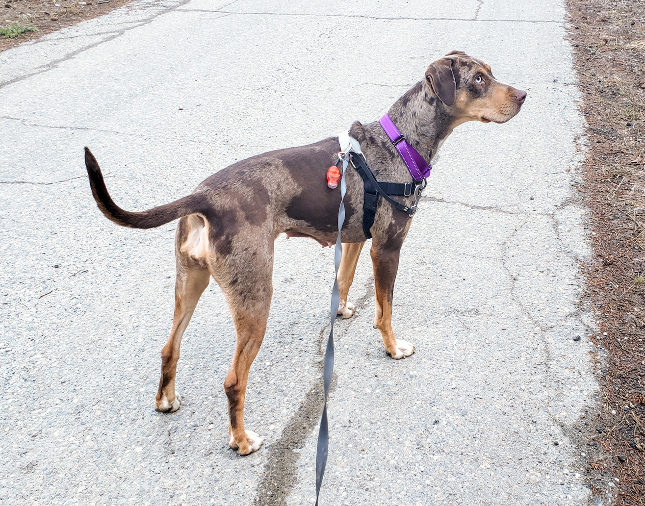 PIA - JJ (Fall Creek Oregon), a Adopted Catahoula Leopard Dog in FALL CREEK, OR image 3/5