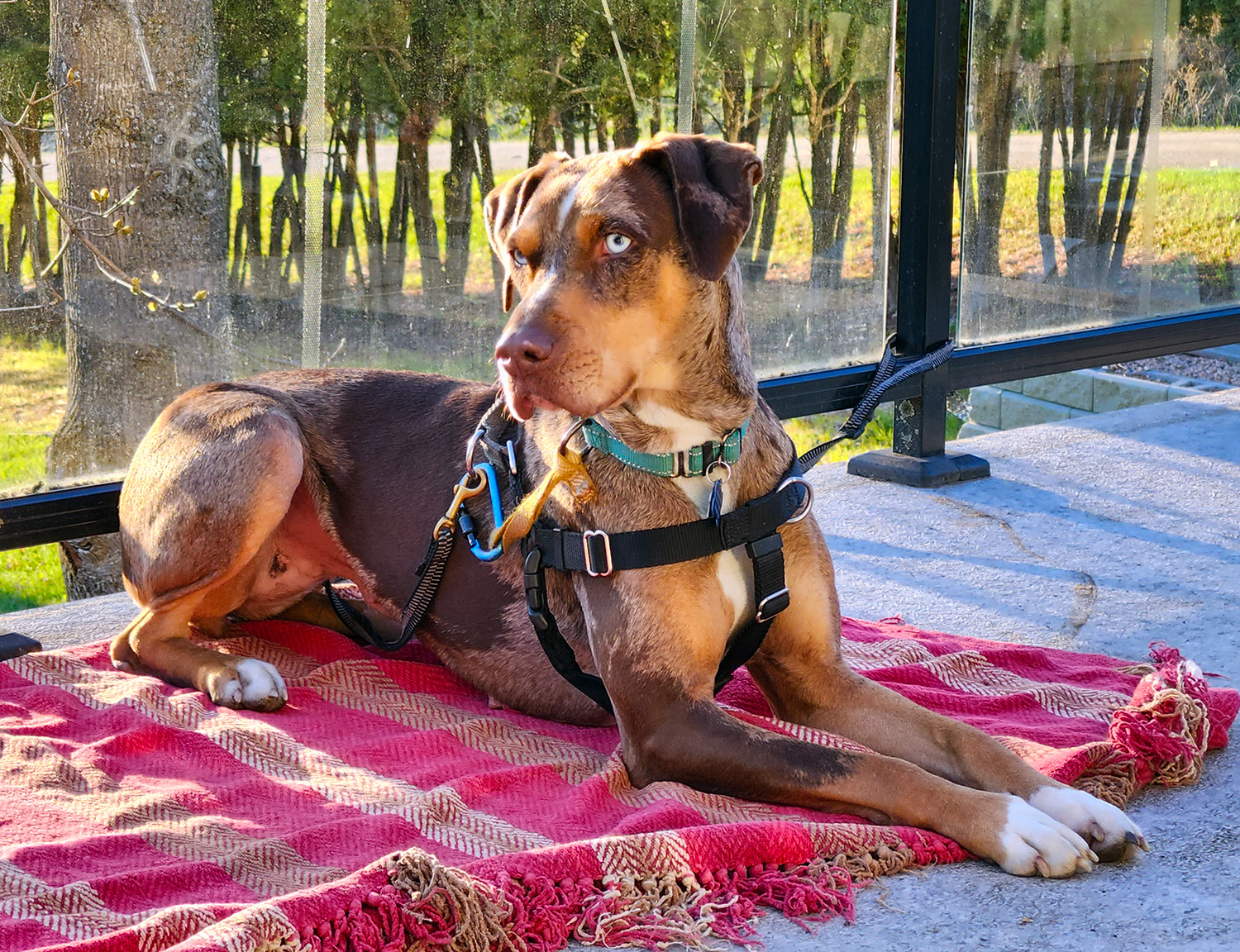 PIA - JJ (Fall Creek Oregon), a Adopted Catahoula Leopard Dog in FALL CREEK, OR image 4/5