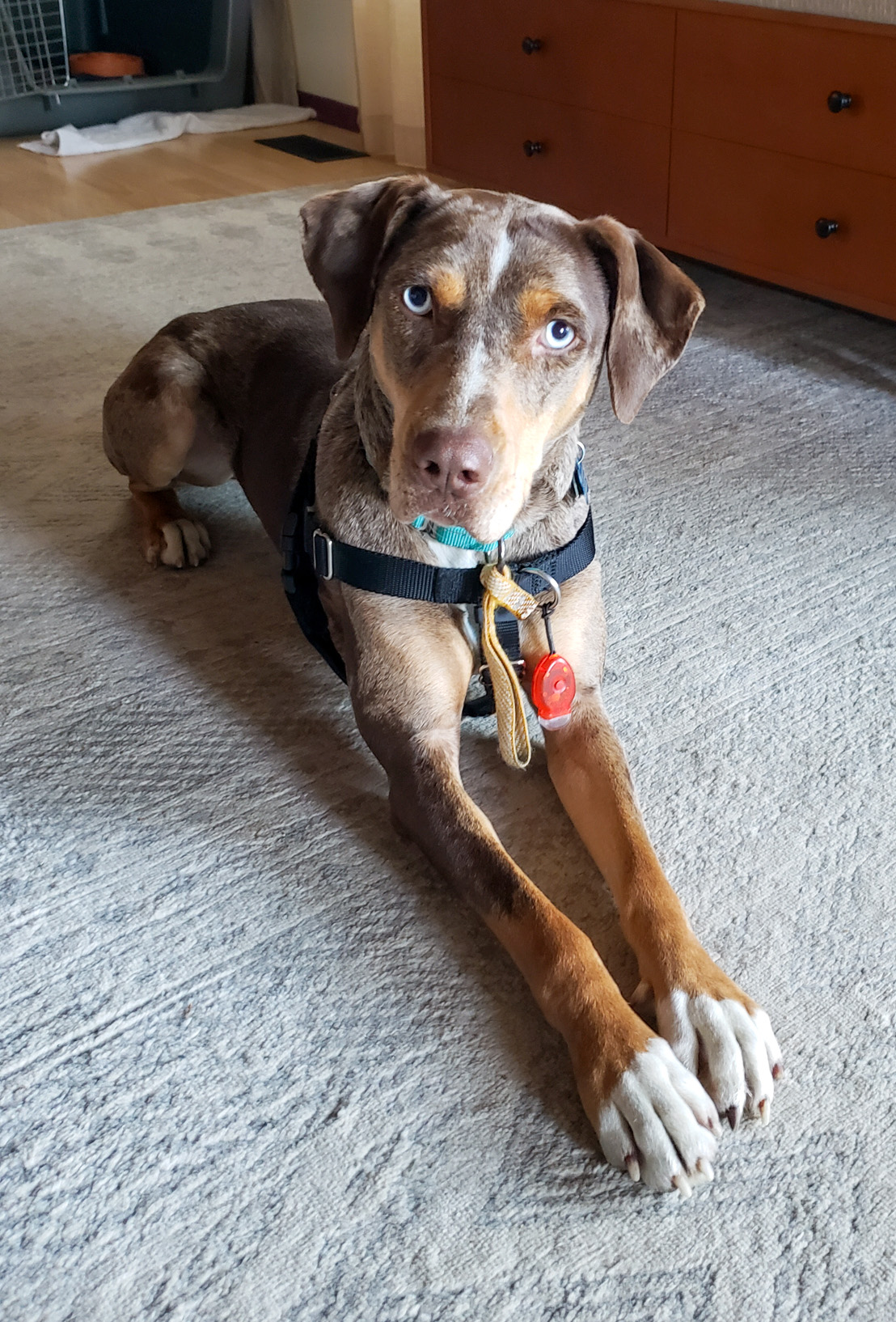 PIA - JJ (Fall Creek Oregon), a Adopted Catahoula Leopard Dog in FALL CREEK, OR image 5/5