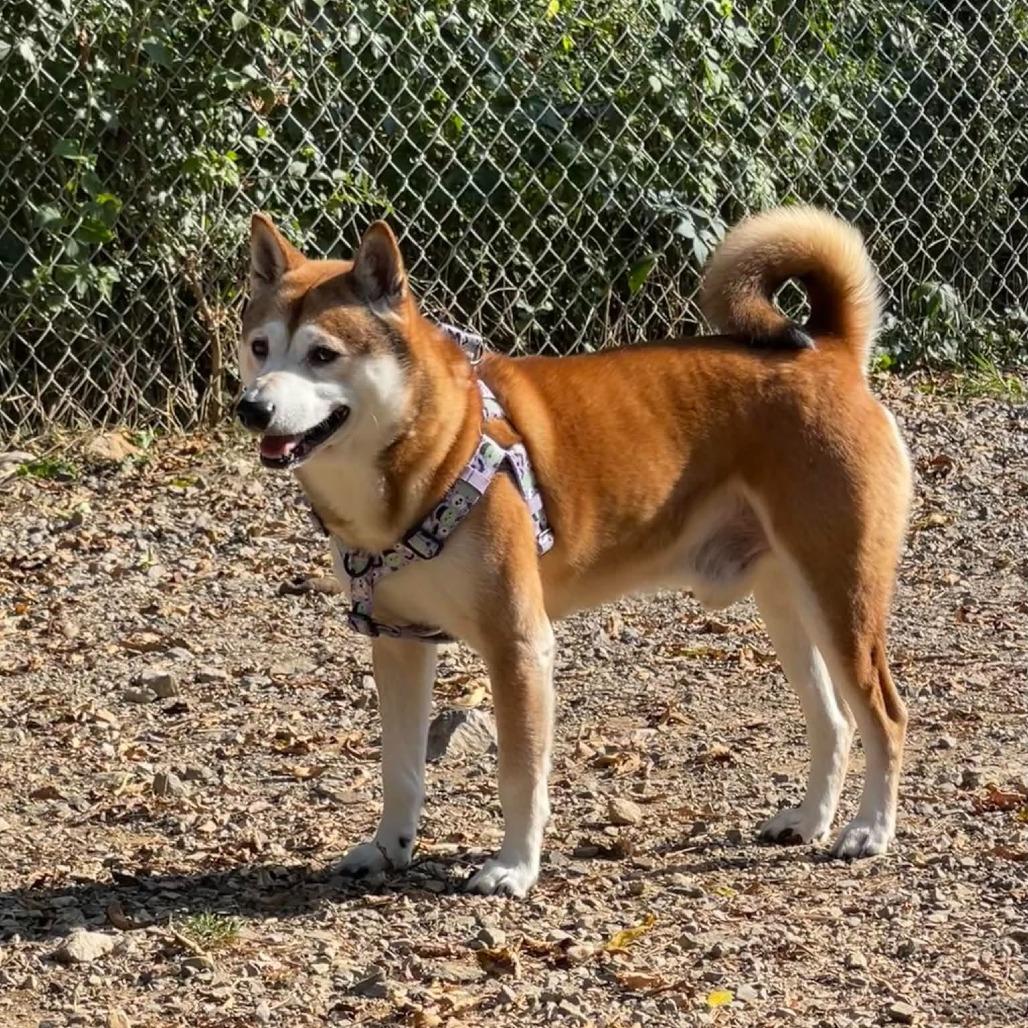 Archibald, Adoptable, Senior Male Shiba Inu & Mixed Breed.