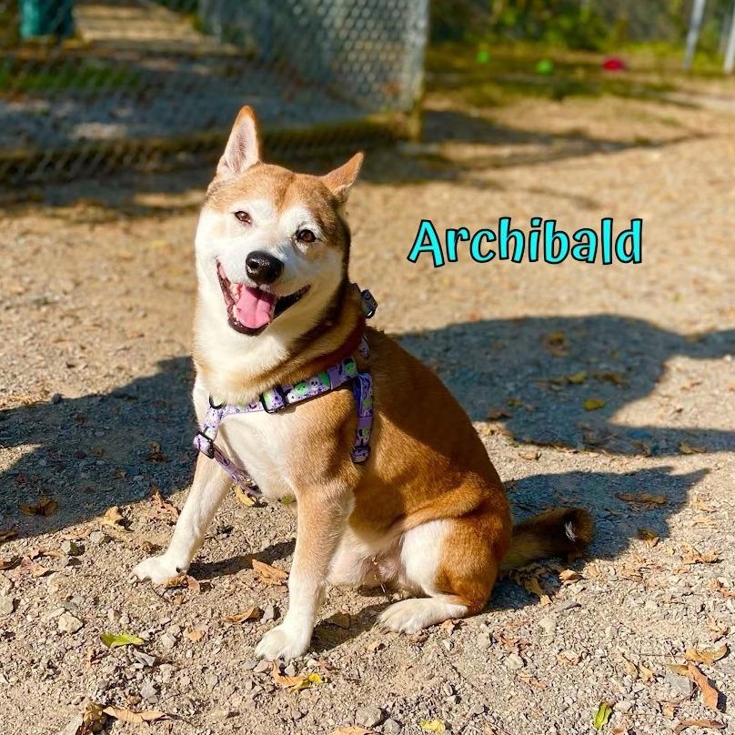 Enlarge Archibald, a Adoptable mixed breed in Oak Ridge, TN image 2/4
