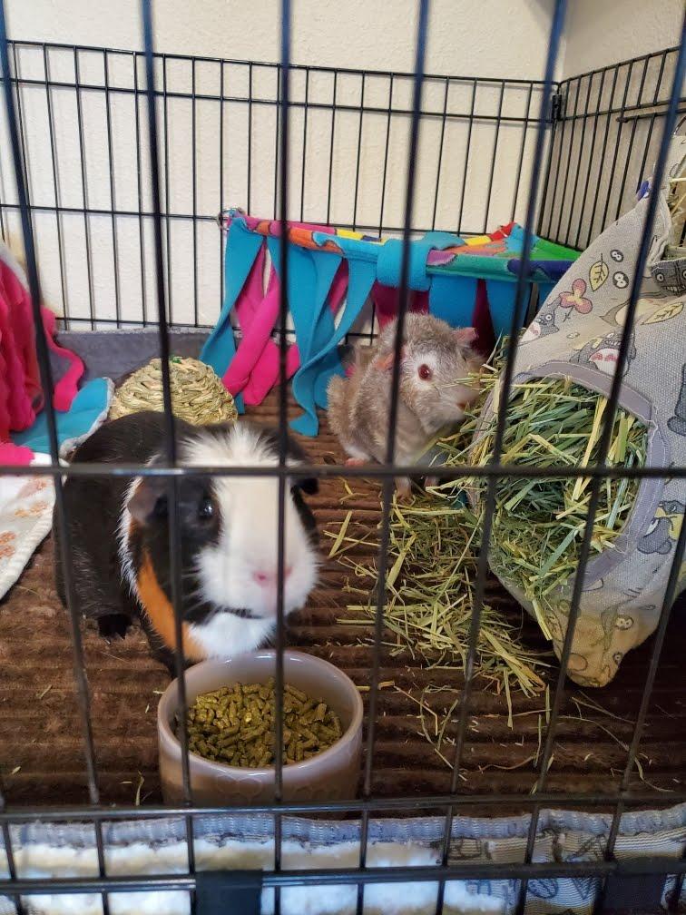 Enlarge Butternut+Winnie *BONDED*, a Adoptable Short-Haired in Edgewood, WA image 4/6