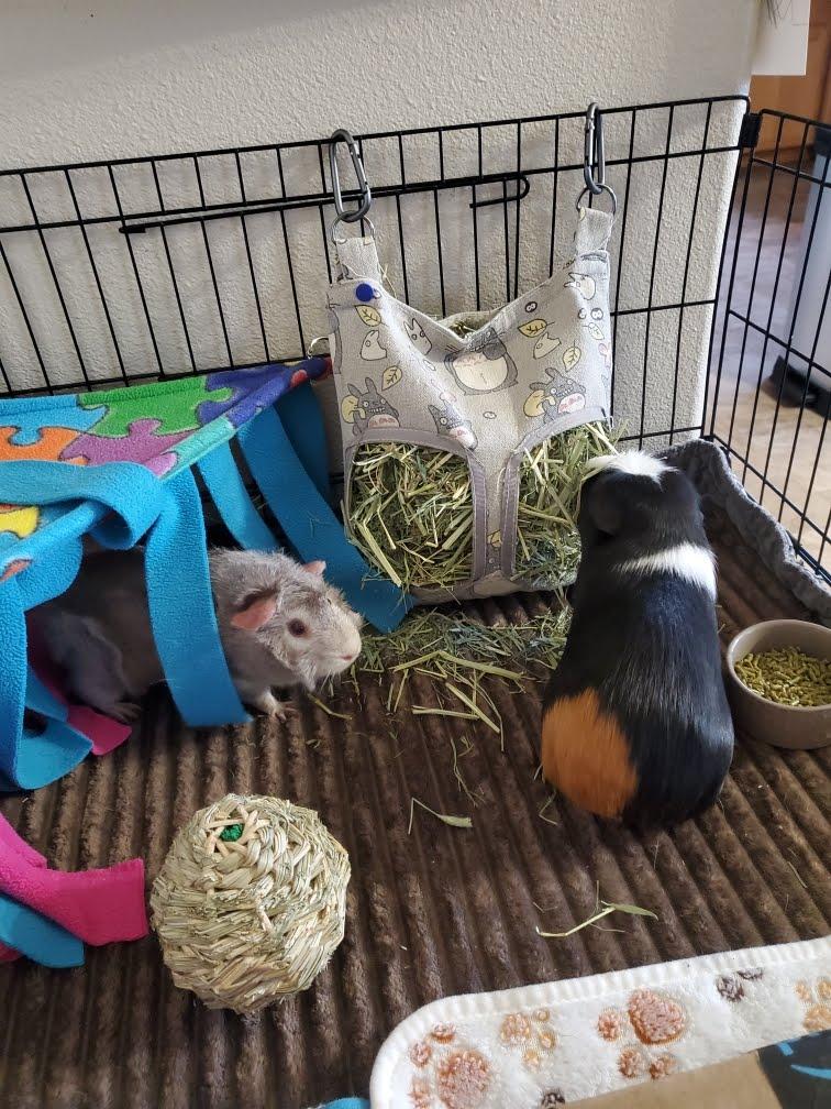 Enlarge Butternut+Winnie *BONDED*, a Adoptable Short-Haired in Edgewood, WA image 3/6