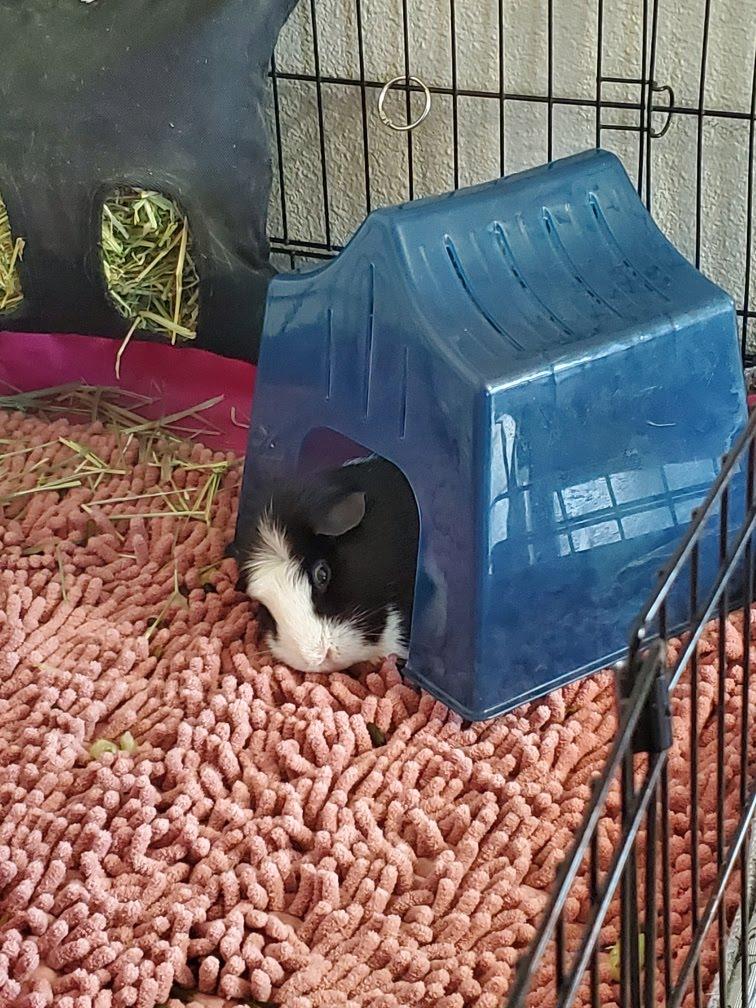 Enlarge Butternut+Winnie *BONDED*, a Adoptable Short-Haired in Edgewood, WA image 5/6