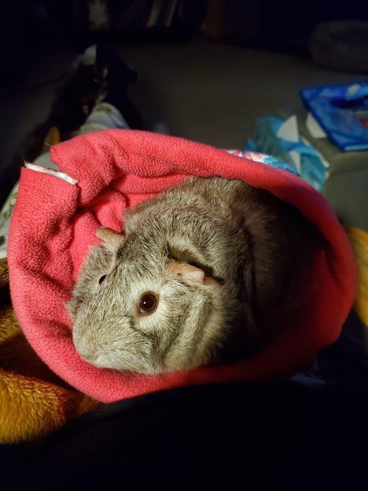 Enlarge Butternut+Winnie *BONDED*, a Adoptable Short-Haired in Edgewood, WA image 6/6