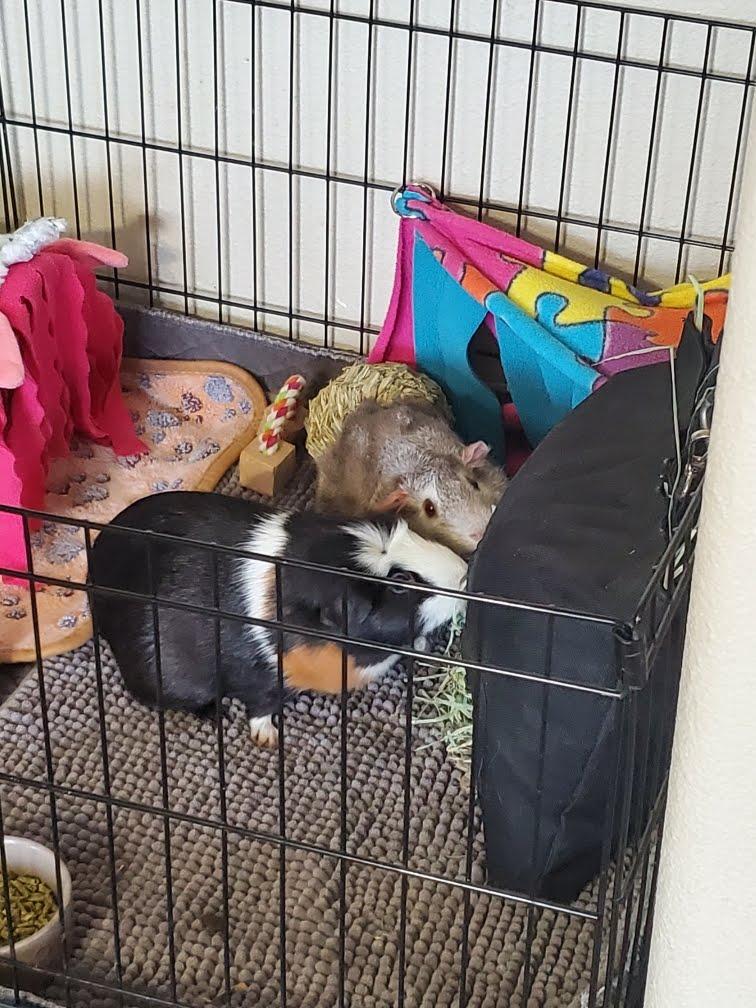 Enlarge Butternut+Winnie *BONDED*, a Adoptable Short-Haired in Edgewood, WA image 2/6