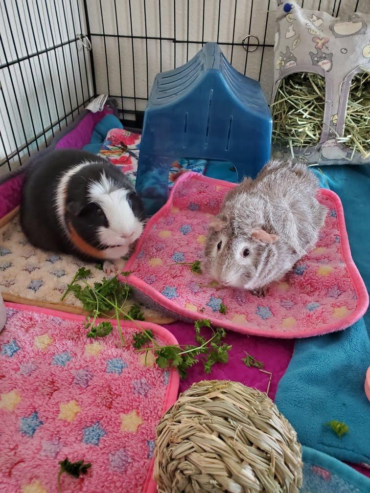 Butternut+Winnie *BONDED*, Adoptable, Adult Male Short-Haired.