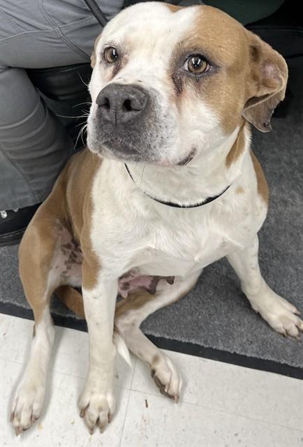 MADELINE BONIS, Adoptable, Adult Female Boxer & American Staffordshire Terrier.