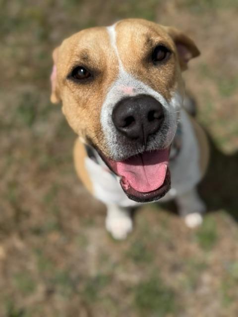 Enlarge ALPINE, a ADOPTABLE mixed breed in Lynn Haven, FL image 1/5