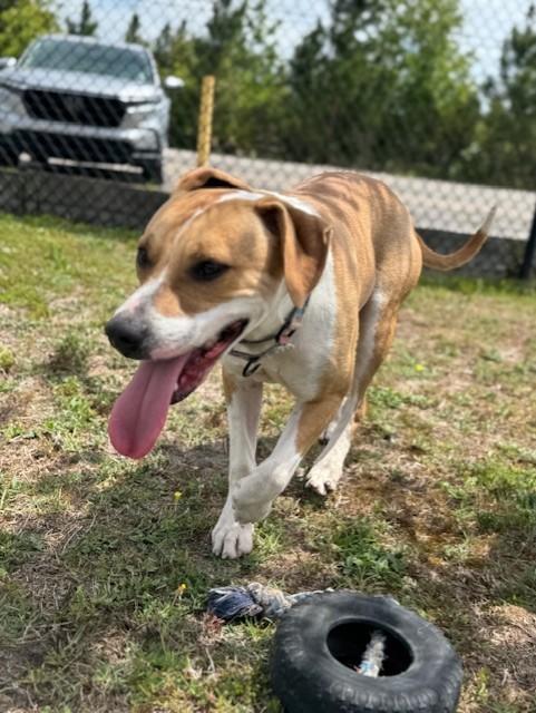 Enlarge ALPINE, a ADOPTABLE mixed breed in Lynn Haven, FL image 3/5