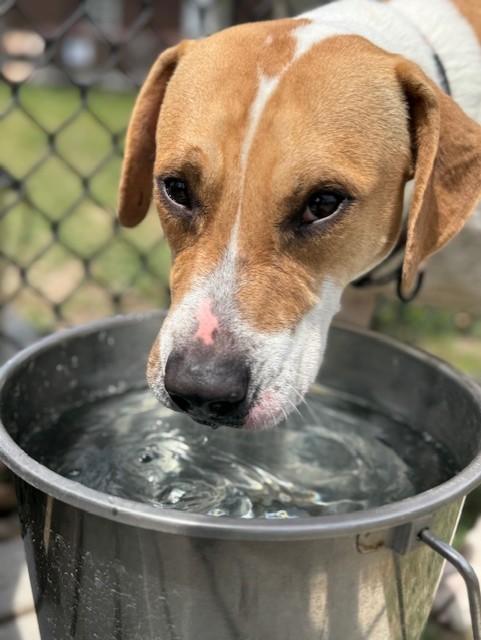 ALPINE, Adoptable, Adult Female American Foxhound & Pit Bull Terrier.