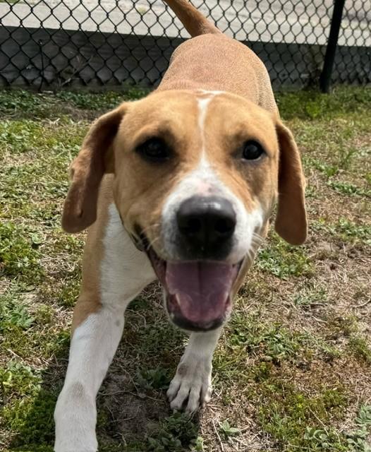 Enlarge ALPINE, a ADOPTABLE mixed breed in Lynn Haven, FL image 5/5