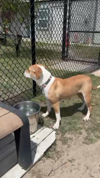 Enlarge ALPINE, a ADOPTABLE mixed breed in Lynn Haven, FL video 4/5