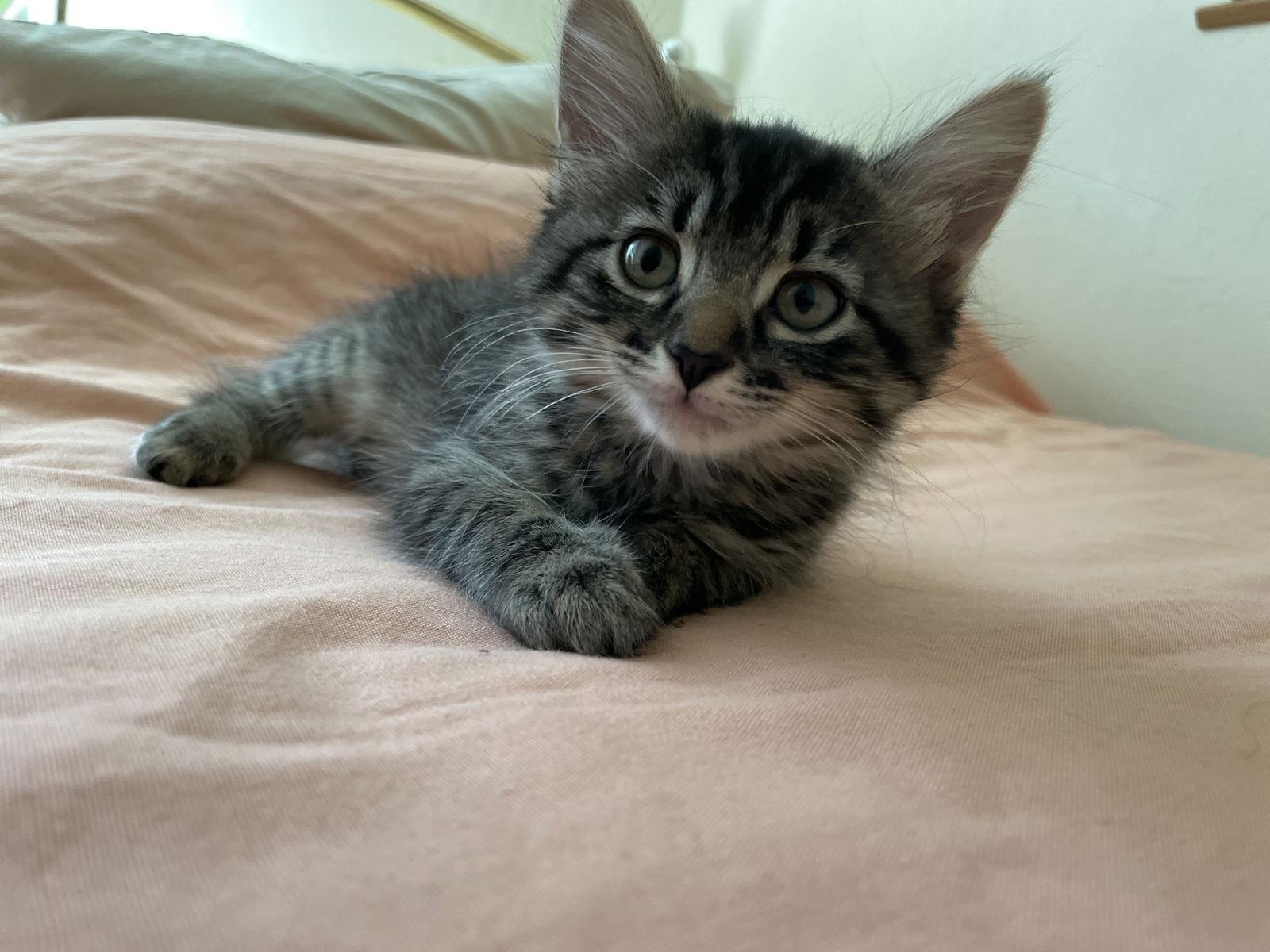 Enlarge Jan, a Adoptable Domestic Medium Hair in Davis, CA image 2/3