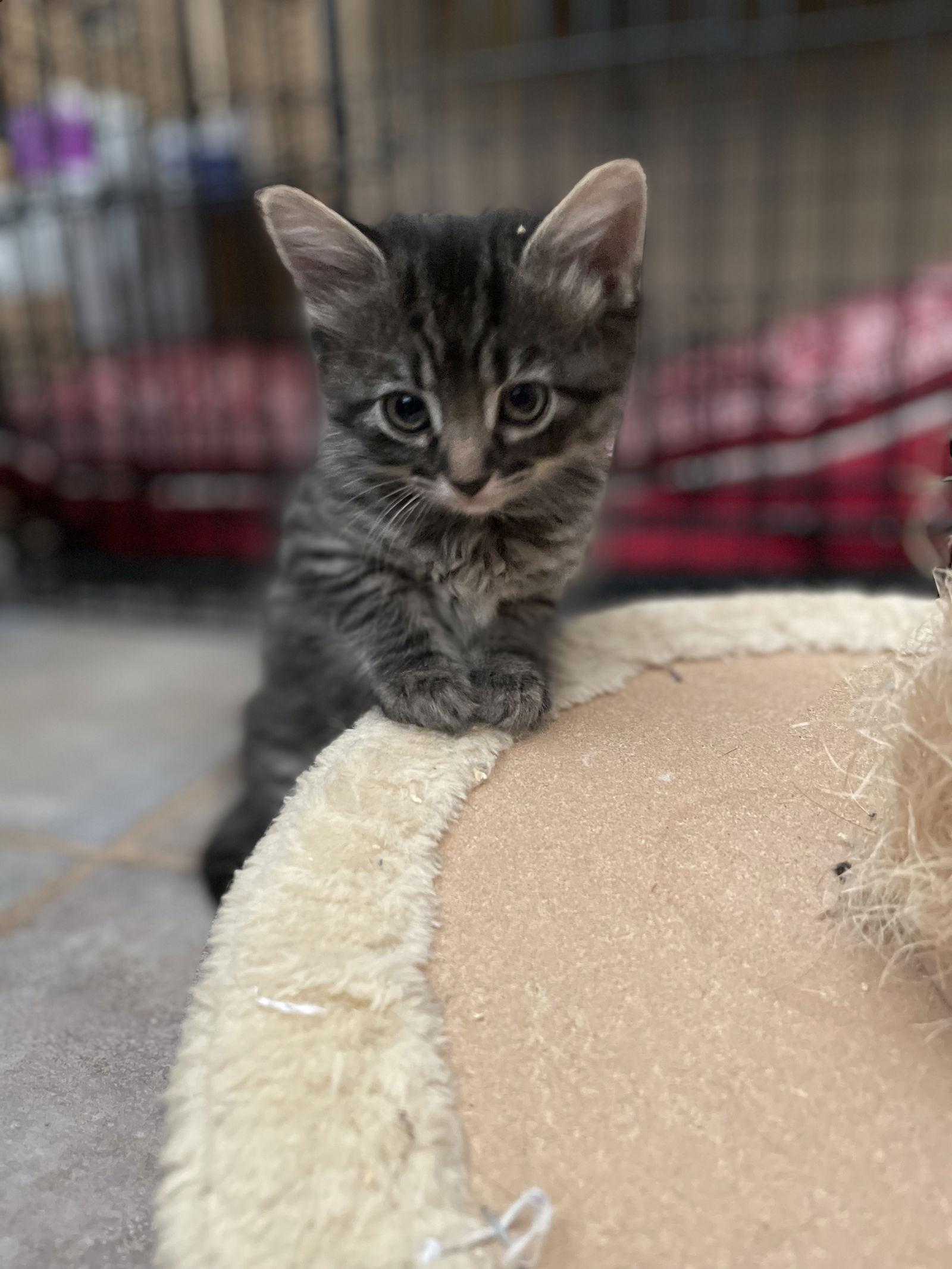 Enlarge Jan, a Adoptable Domestic Medium Hair in Davis, CA image 3/3