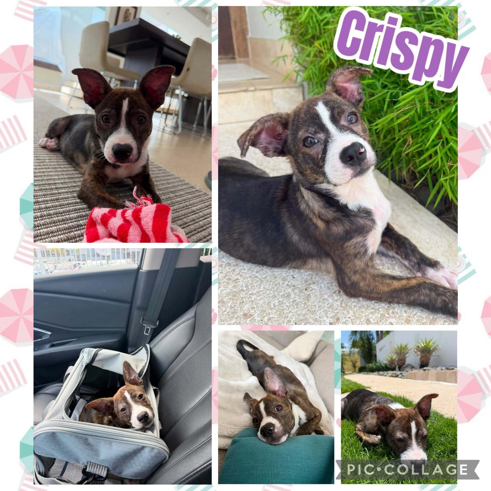 Crispy, adopted, Puppy Female Labrador Retriever & Boxer.