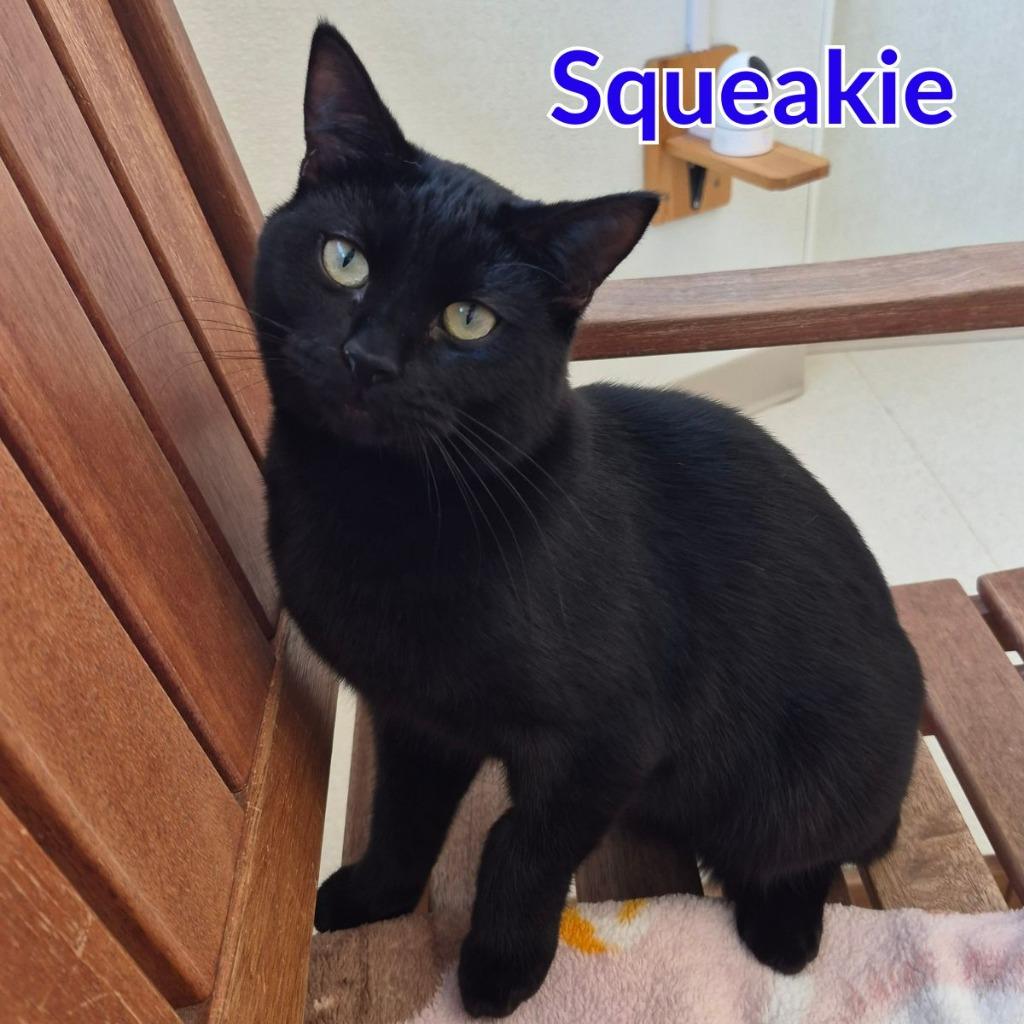 Squeakie, Adoptable, Kitten Male Domestic Short Hair.
