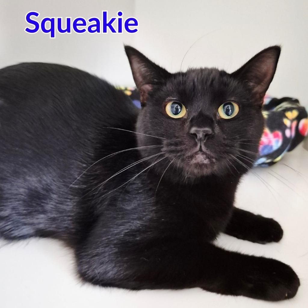 Enlarge Squeakie, a Adoptable mixed breed in North Saint Paul, MN image 2/3