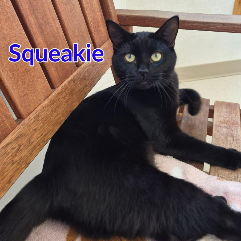 Enlarge Squeakie, a Adoptable mixed breed in North Saint Paul, MN image 3/3