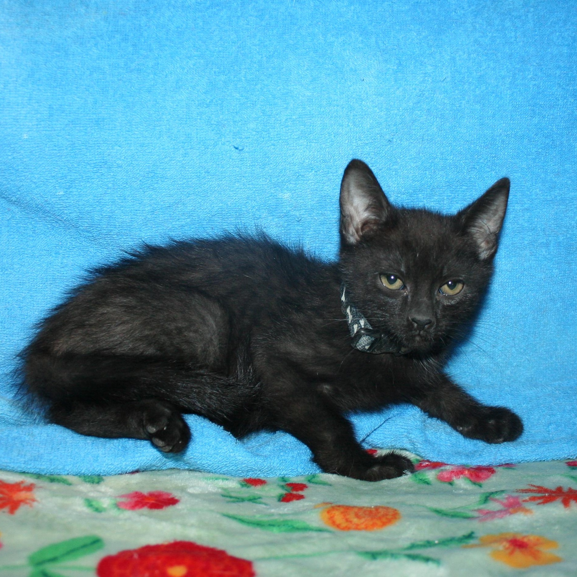 Louie, Adoptable, Kitten Male Domestic Medium Hair.