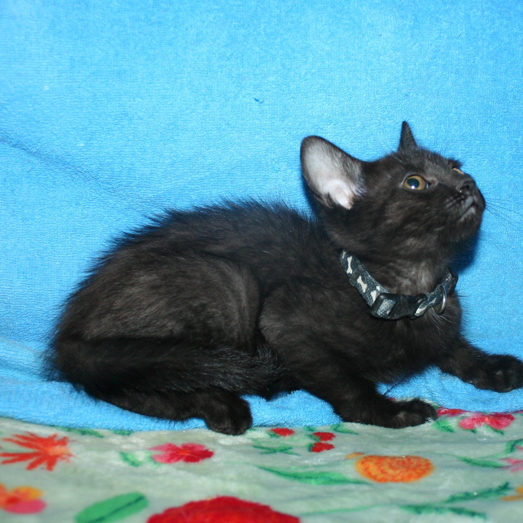 Enlarge Louie, a Adoptable mixed breed in Howell, MI image 2/2