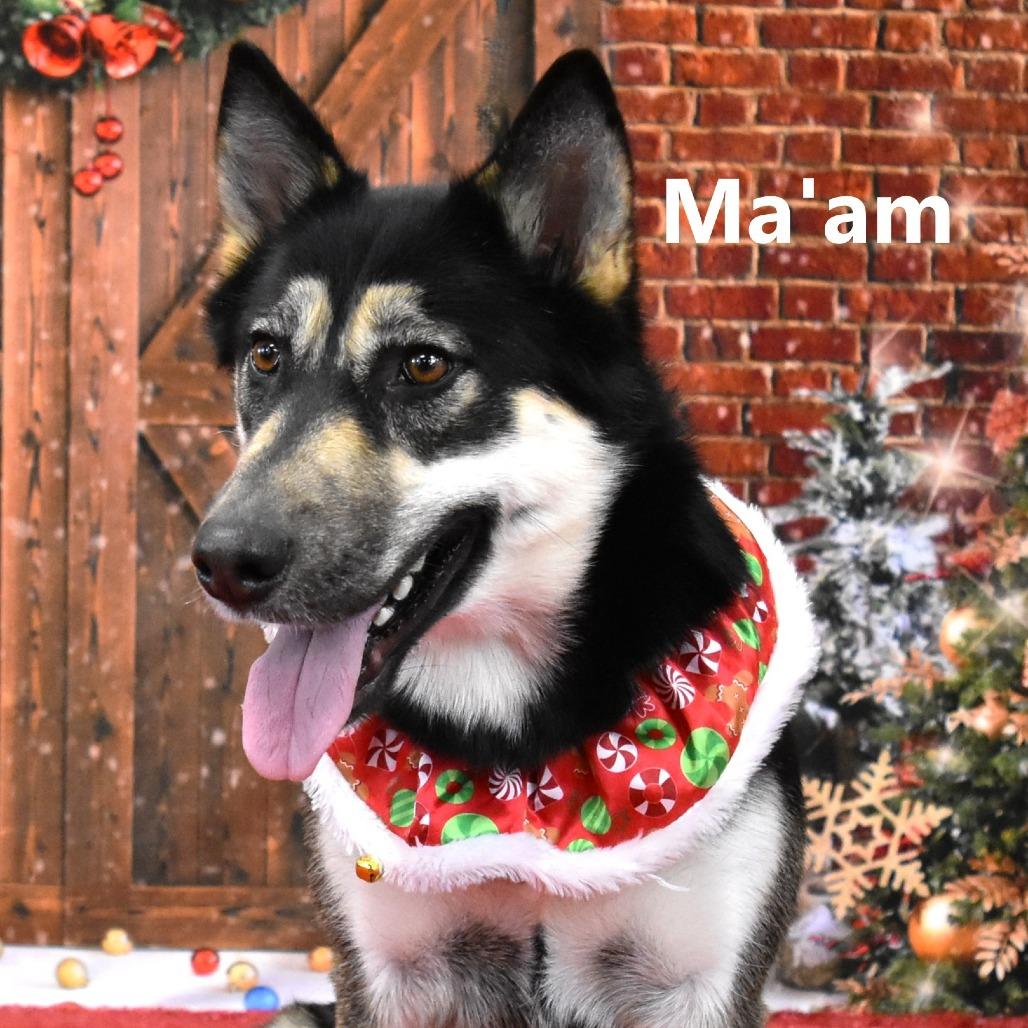 Ma'am, Adoptable, Adult Female Shepherd & Mixed Breed.