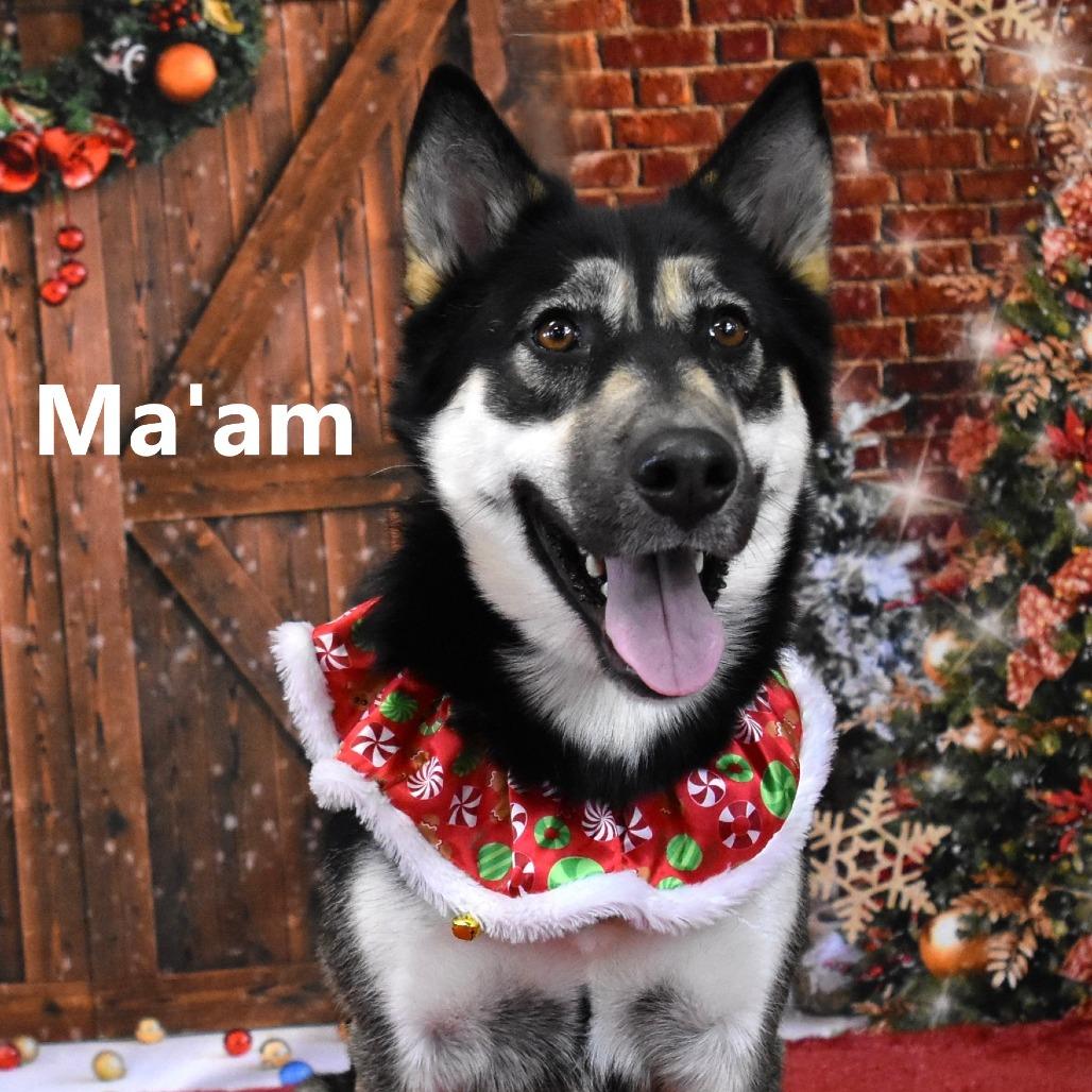 Enlarge Ma'am, a Adoptable mixed breed in Yuma, AZ image 2/3