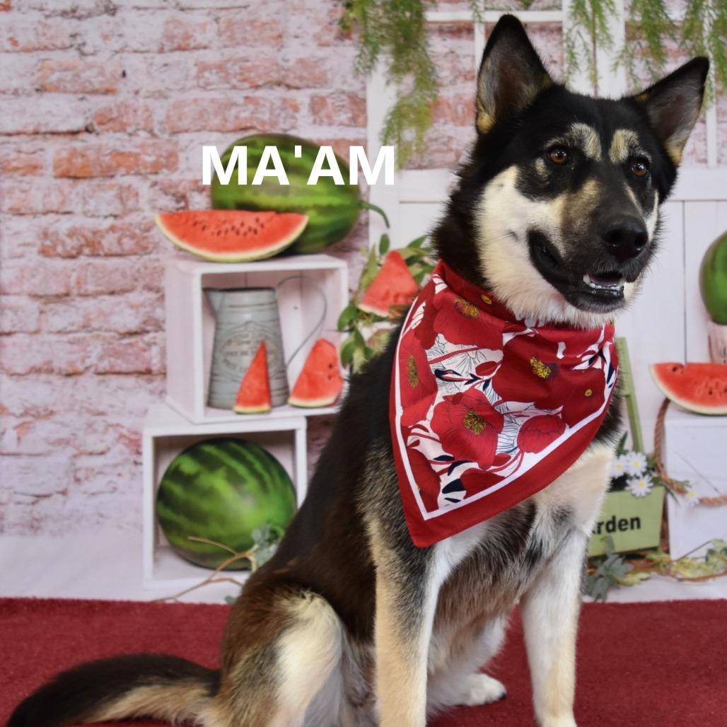 Enlarge Ma'am, a Adoptable mixed breed in Yuma, AZ image 3/3