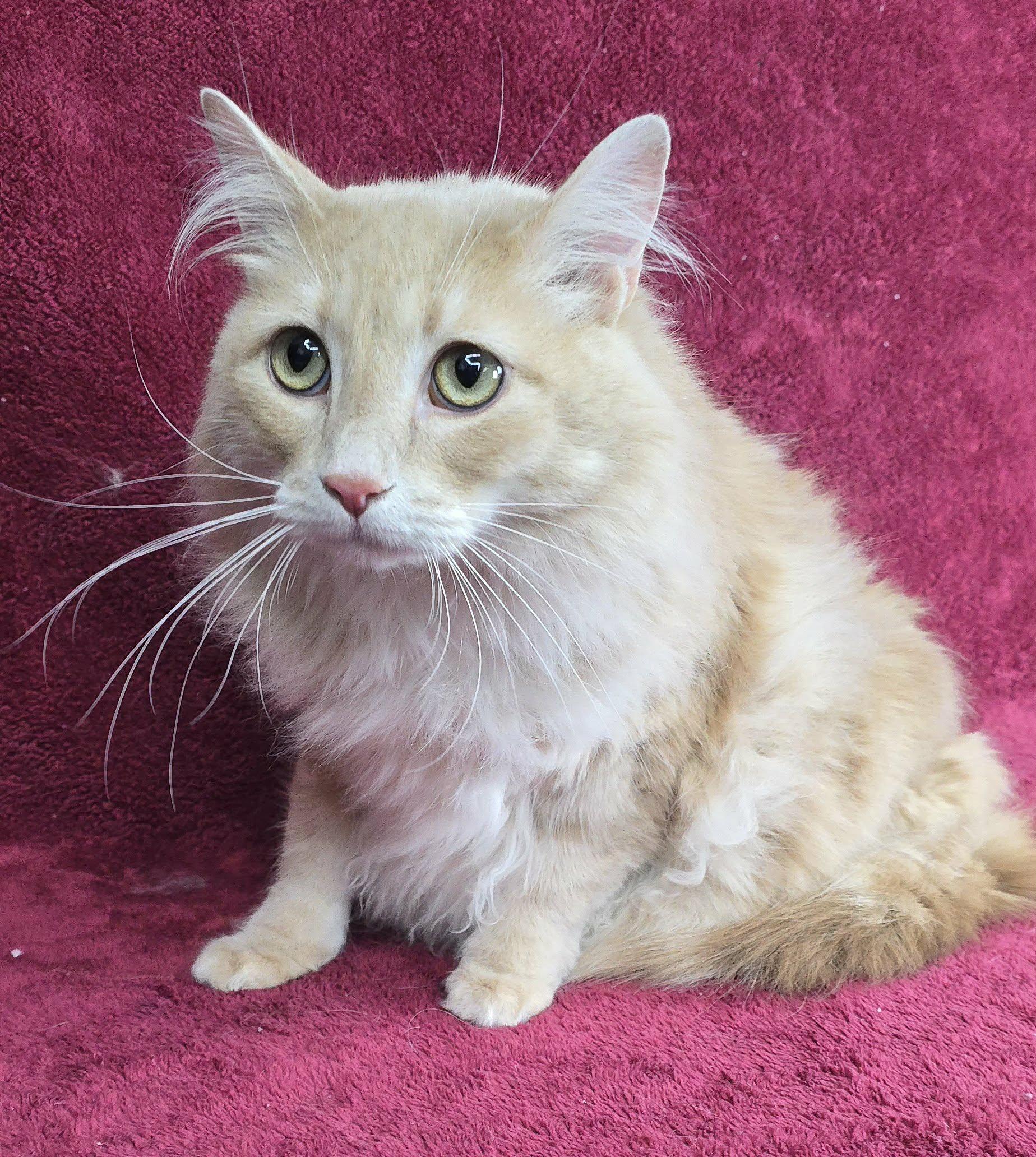 Fransicso thumbnail 2