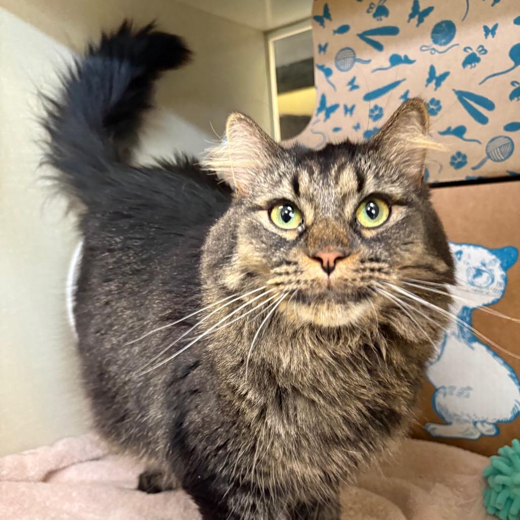 Hailey (Holland Cat Cove), Adoptable, Adult Female Domestic Long Hair.
