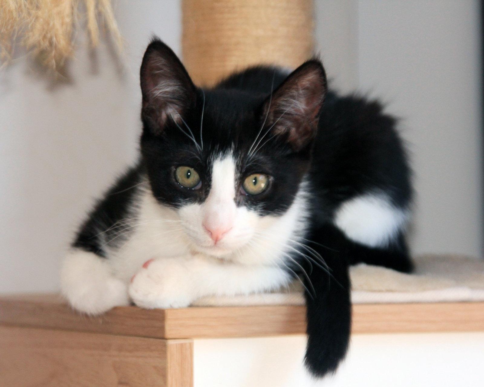 Enlarge Pip II, a Adoptable Tuxedo in Alameda, CA image 1/3