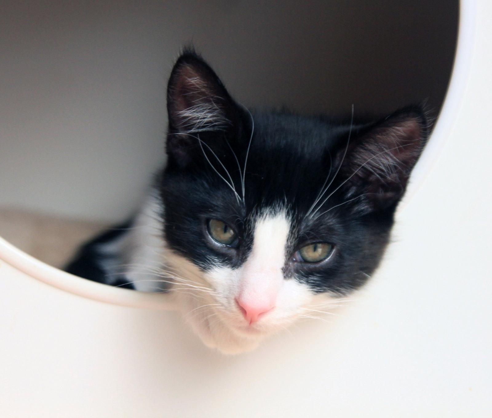Enlarge Pip II, a Adoptable Tuxedo in Alameda, CA image 2/3