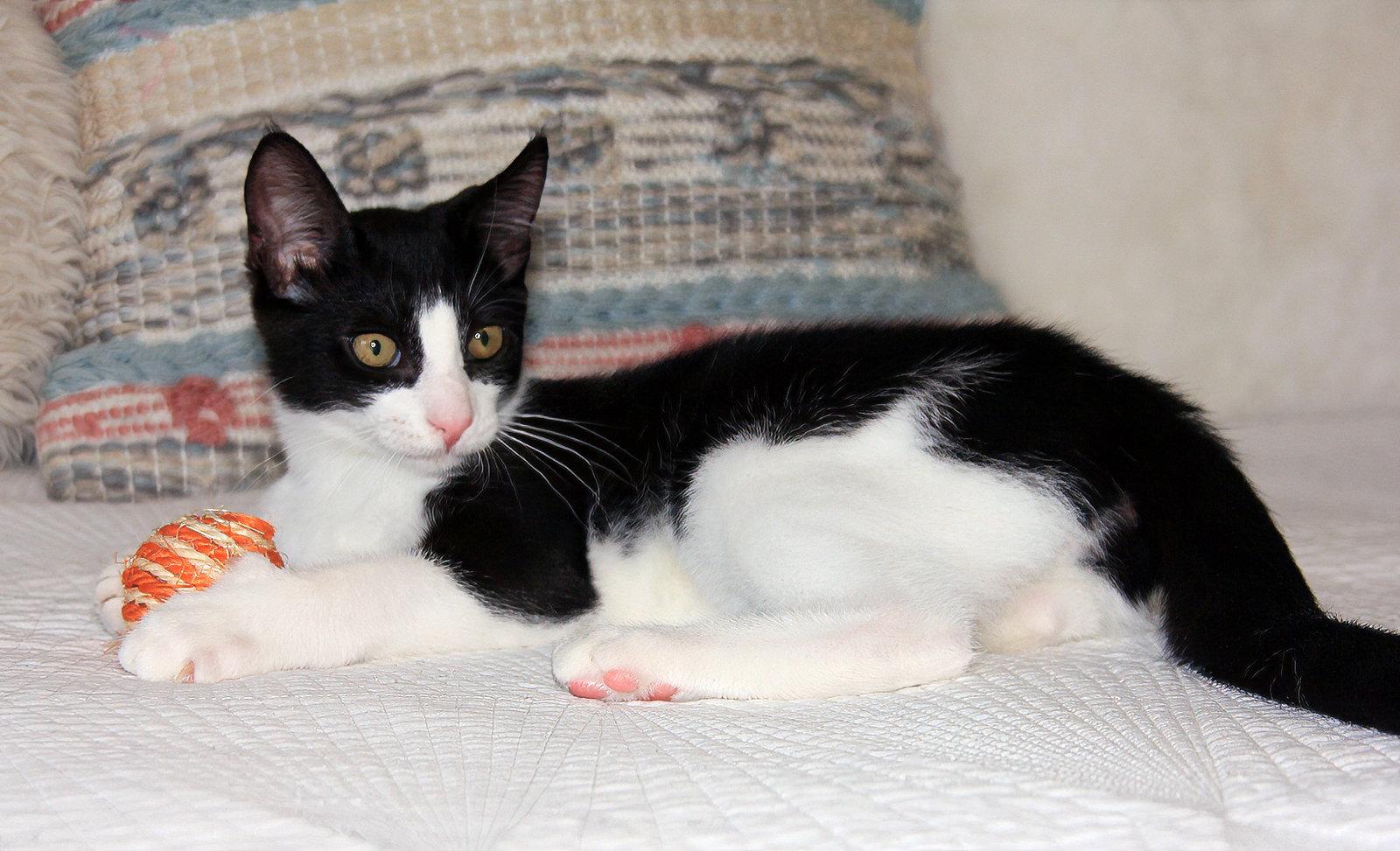 Enlarge Pip II, a Adoptable Tuxedo in Alameda, CA image 3/3