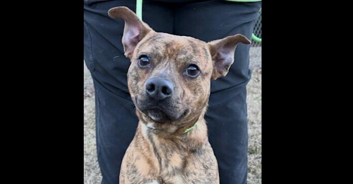 Leonitas thumbnail 2