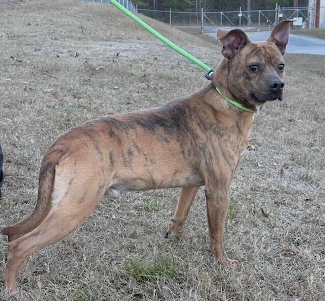 Leonitas thumbnail 3