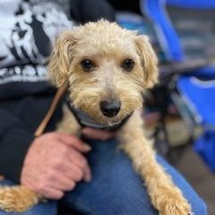 Cloe, Adoptable, Puppy Female Yorkshire Terrier & Poodle.