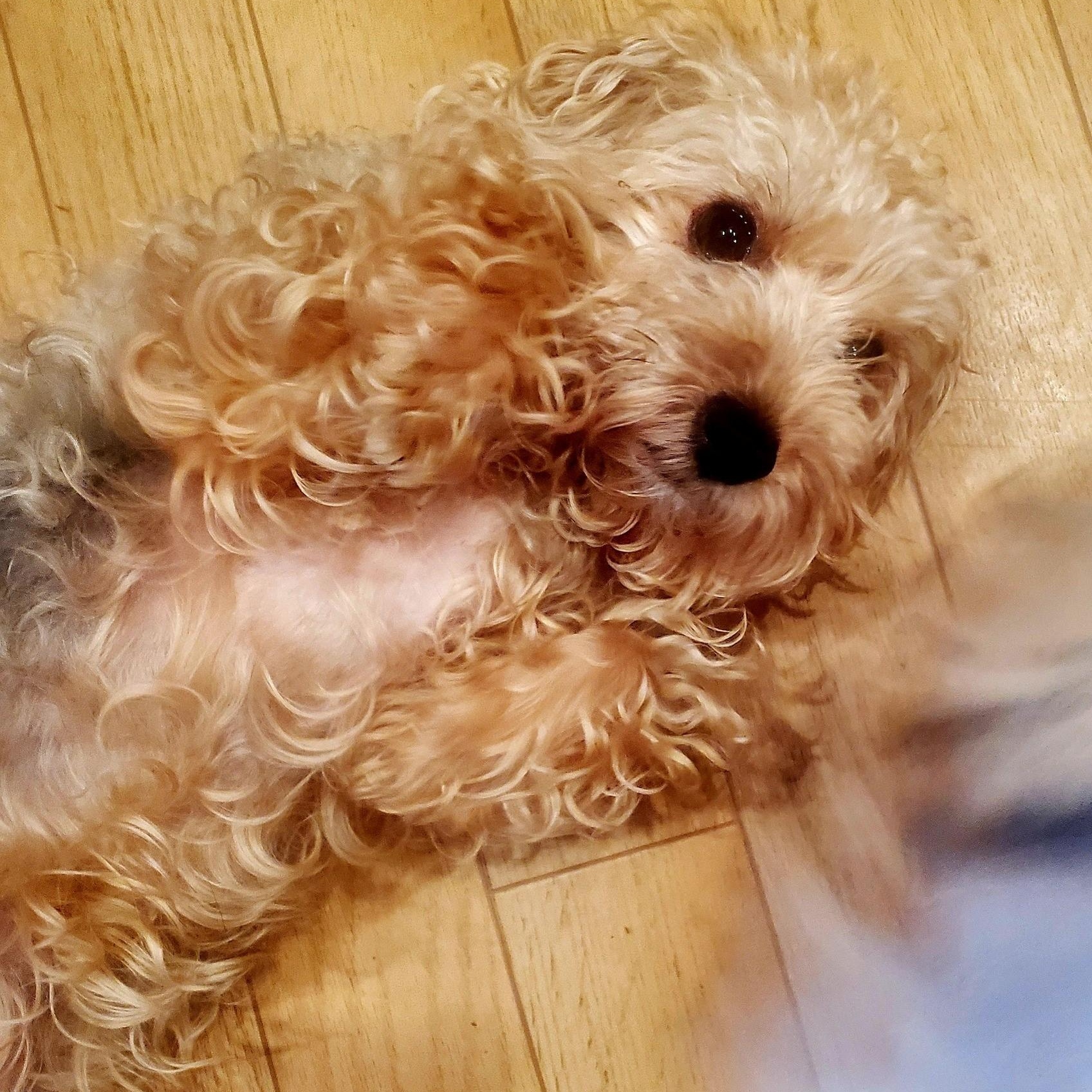 Cloe, a Adoptable mixed breed in Fowlerville, MI image 2/2