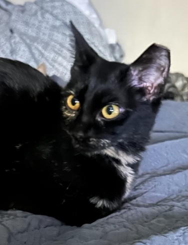 Onyx