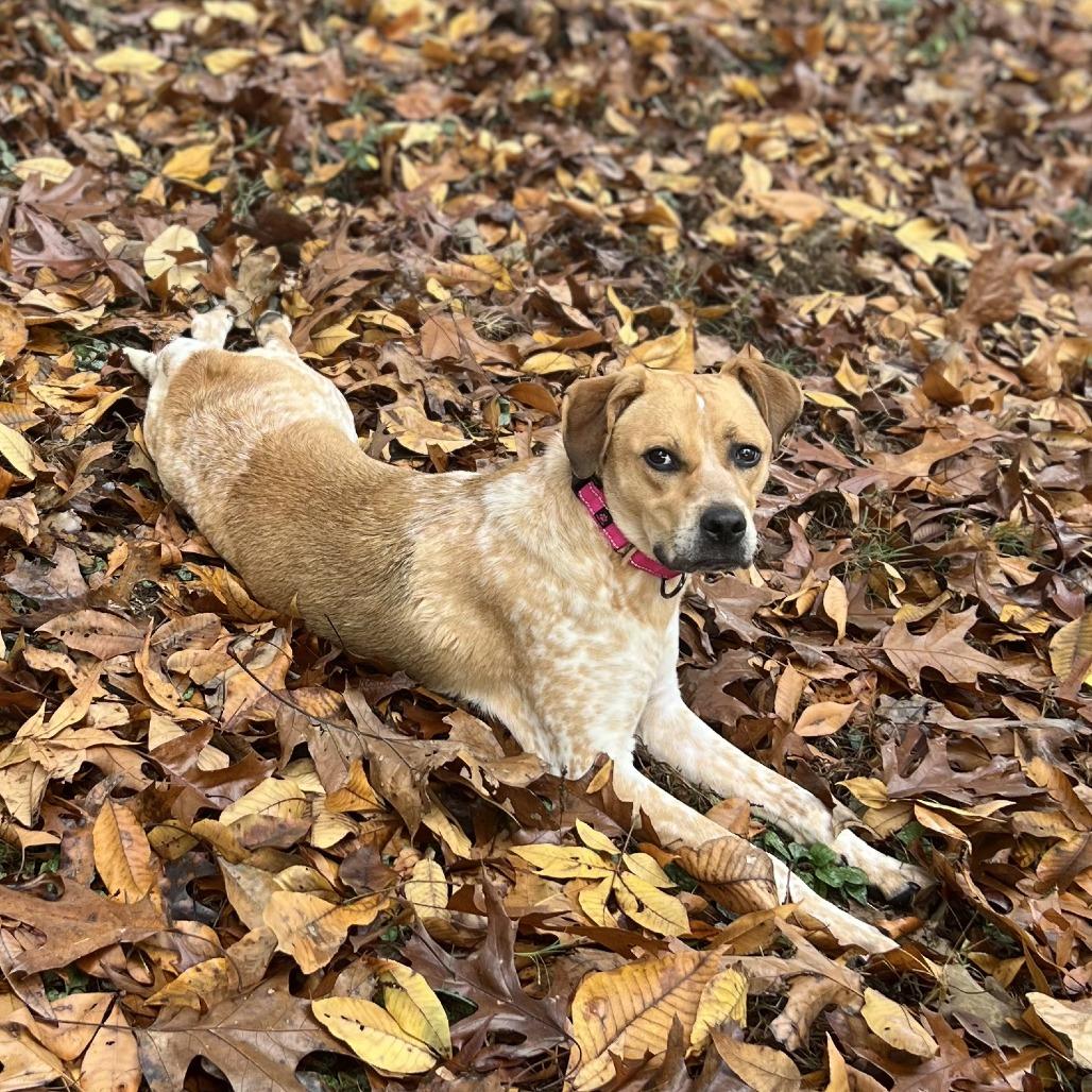 Loretta Lynn, Adoptable, Young Female Cattle Dog & English Coonhound.