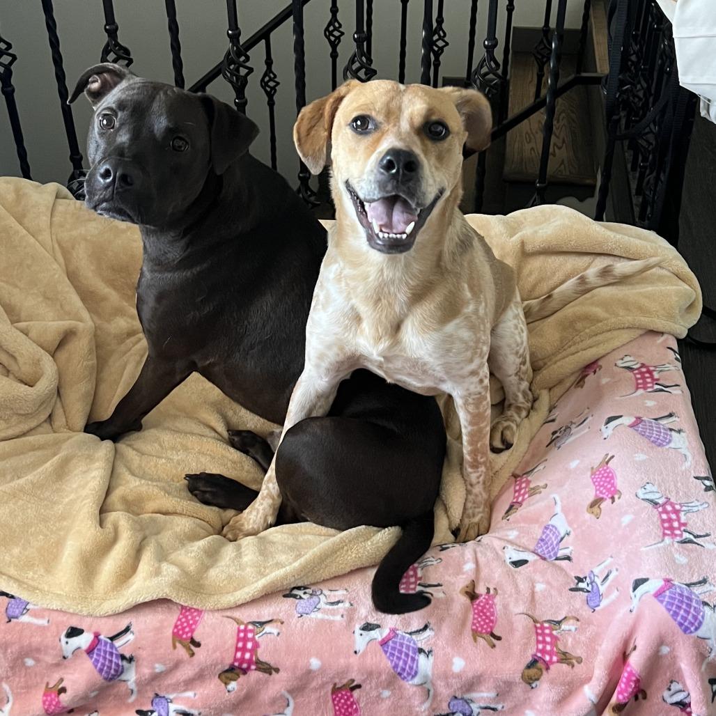 Loretta Lynn, a Adoptable mixed breed image 2/4