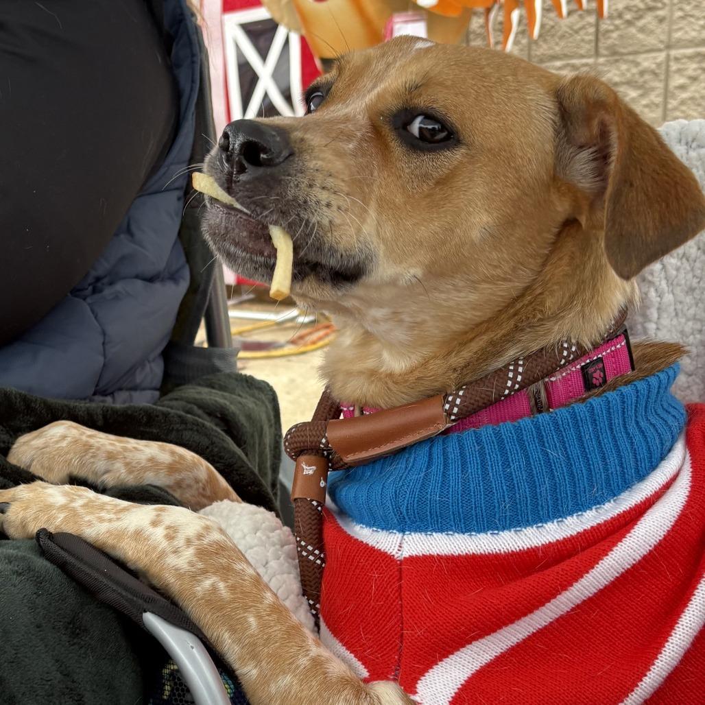 Loretta Lynn, a Adoptable mixed breed image 3/4