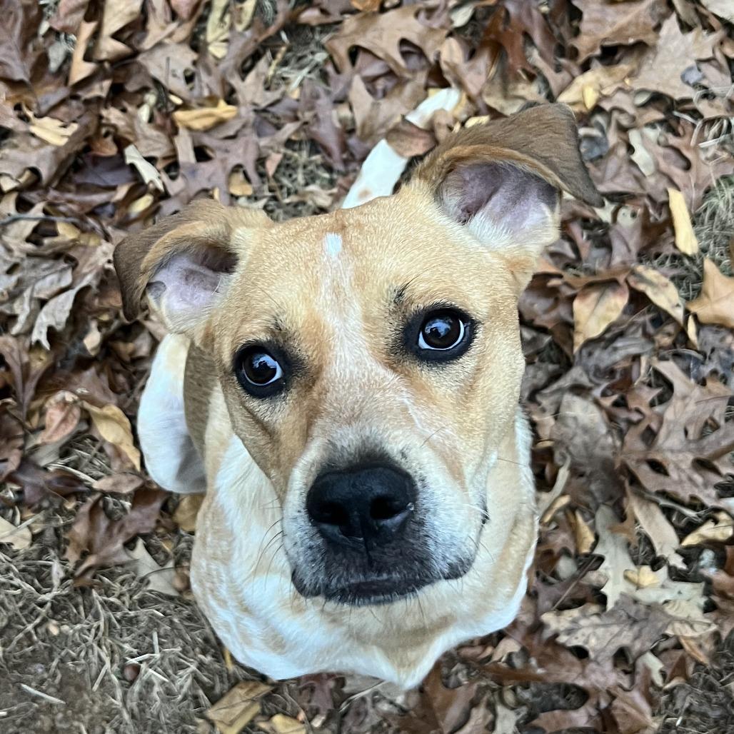 Loretta Lynn, a Adoptable mixed breed image 4/4