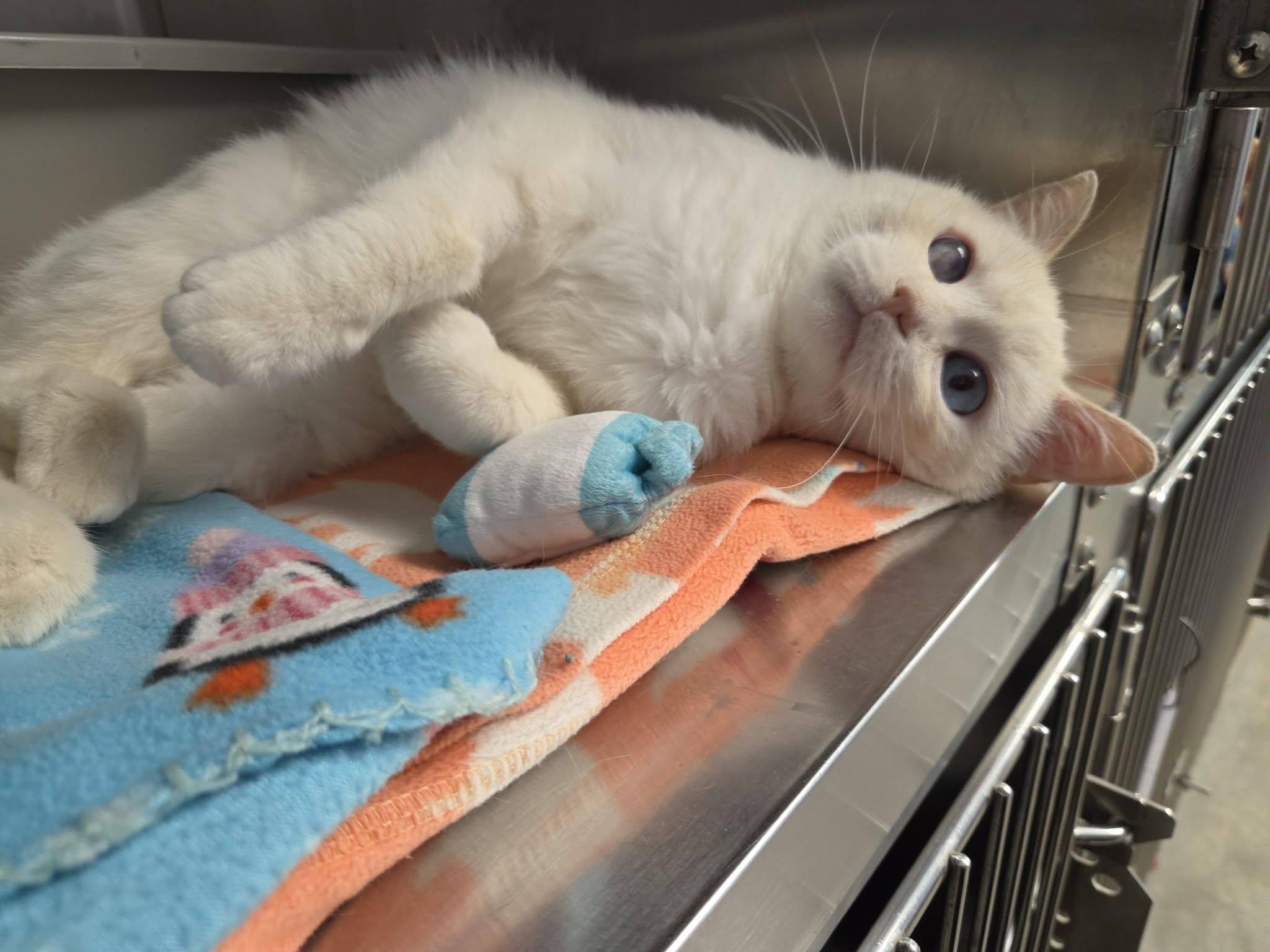 Enlarge Weezing, a Adopted Domestic Short Hair in Chilton, WI image 3/6