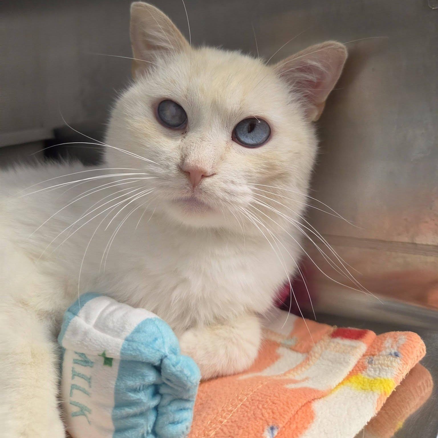 Weezing, Adopted, Adult Male Domestic Short Hair.