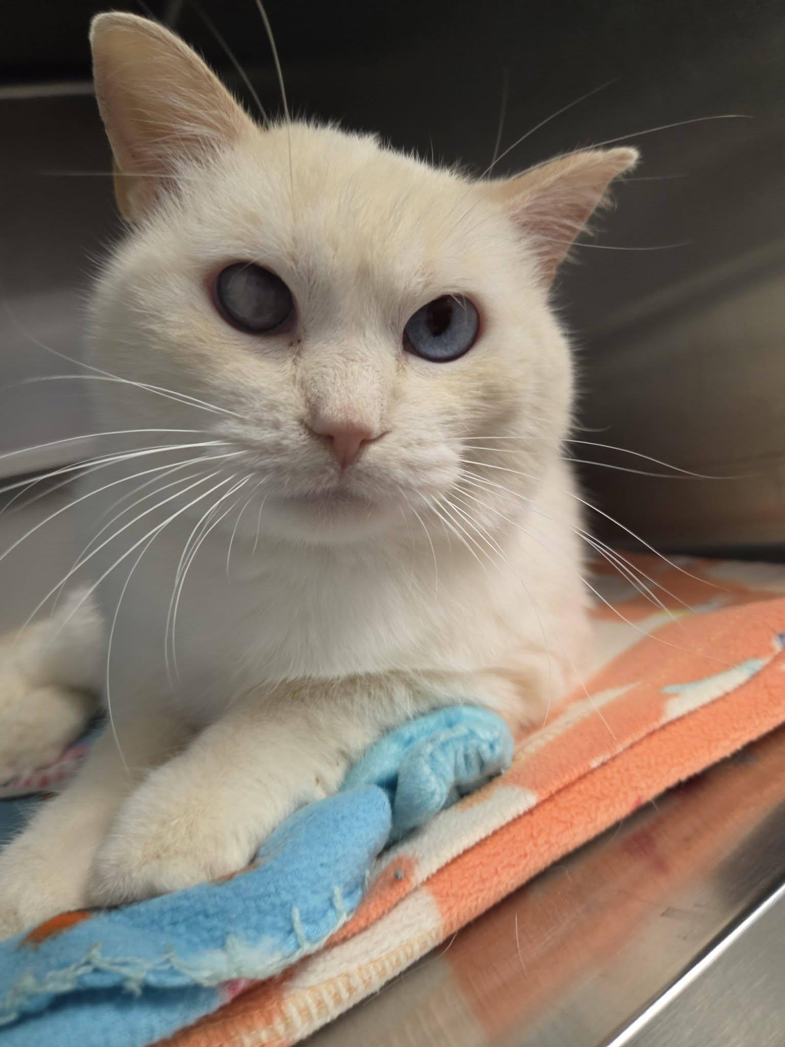Enlarge Weezing, a Adopted Domestic Short Hair in Chilton, WI image 6/6