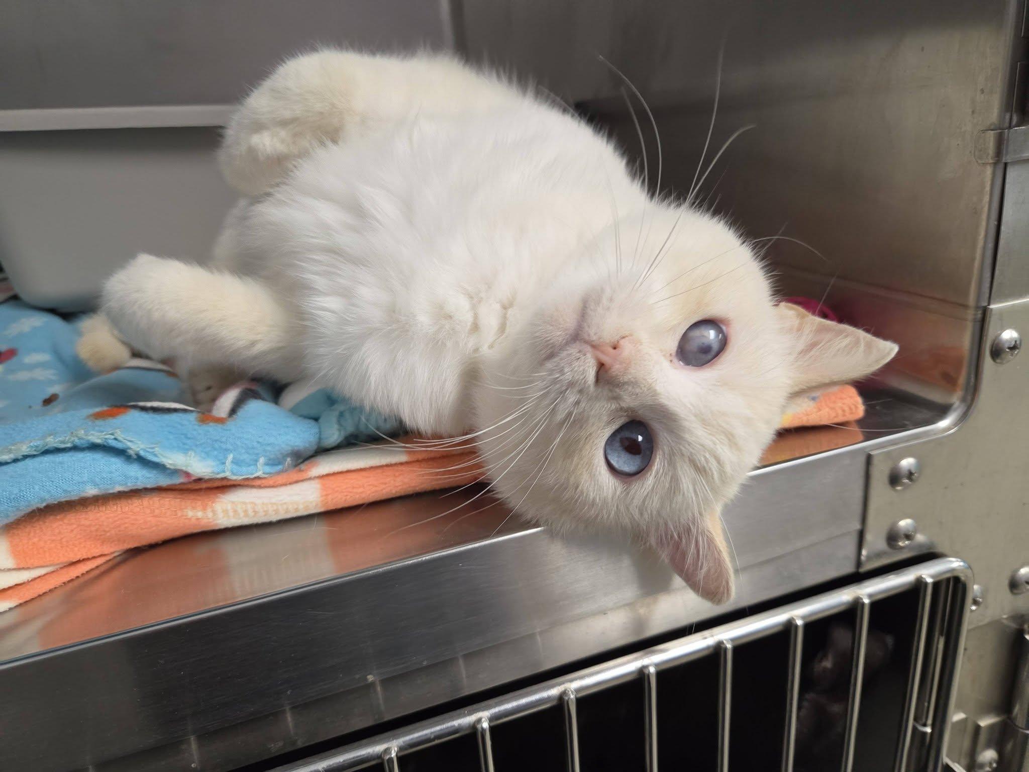 Enlarge Weezing, a Adopted Domestic Short Hair in Chilton, WI image 2/6