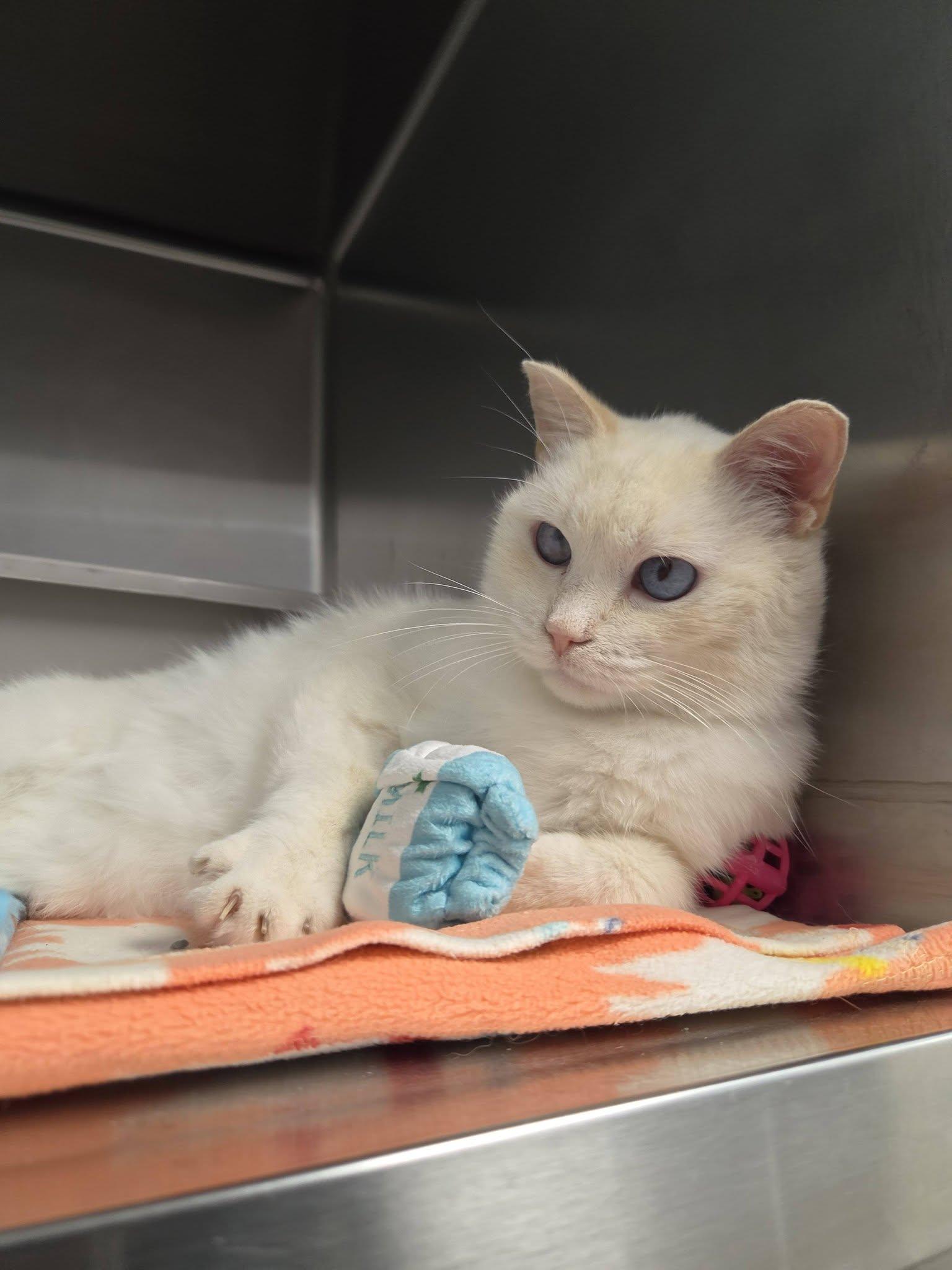 Enlarge Weezing, a Adopted Domestic Short Hair in Chilton, WI image 4/6
