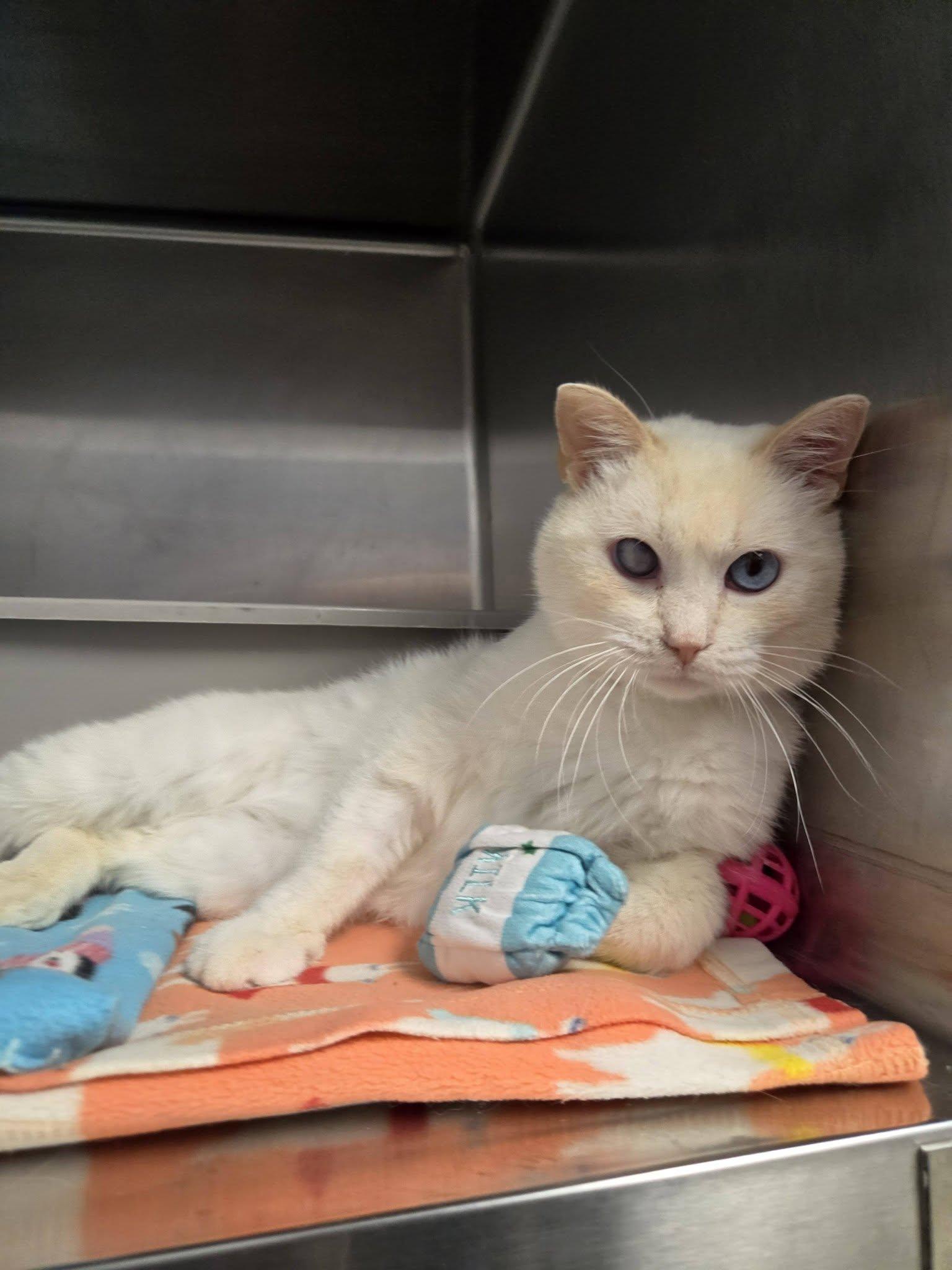 Enlarge Weezing, a Adopted Domestic Short Hair in Chilton, WI image 5/6