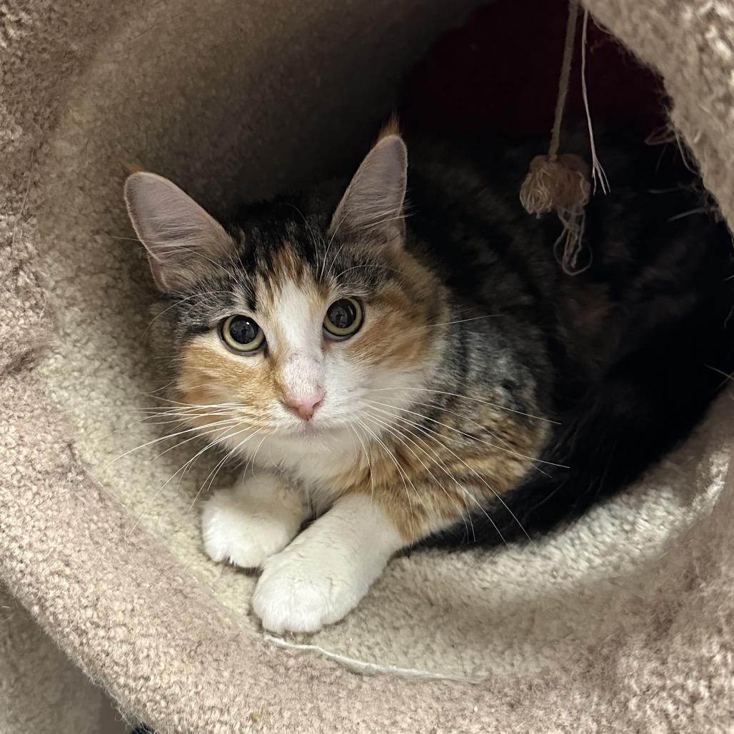 Eris, Adoptable, Young Female Domestic Long Hair.